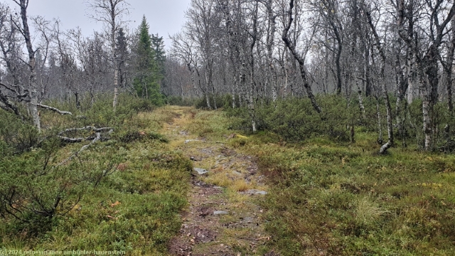 wanderweg durch fichtenwald richtung oever storsaetern