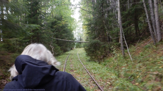 baumtunnel bei bjoerkbaecken