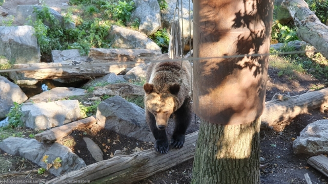braunbaer im skansen in stockholm