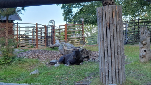 elch  im skansen in stockholm