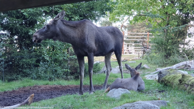 elchkuh mit kalb  im skansen in stockholm