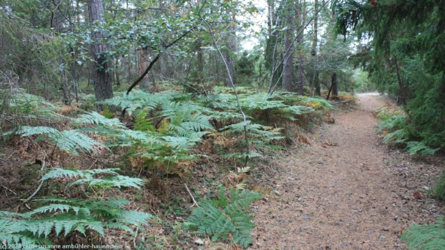 waldweg bei lickershamn
