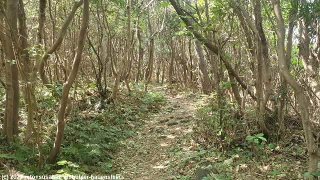 jogasaki coastal trail durch dichten wald