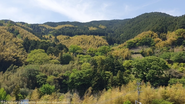 blick vom nanzoin tempel bei sasaguri auf den mischwald auf der andere talseite