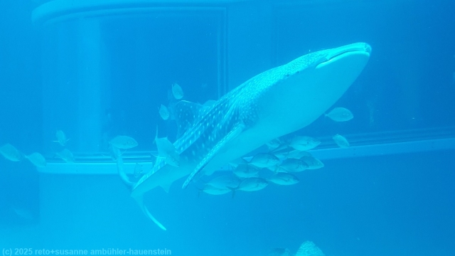 walhai im kaiyukan aquarium in osaka