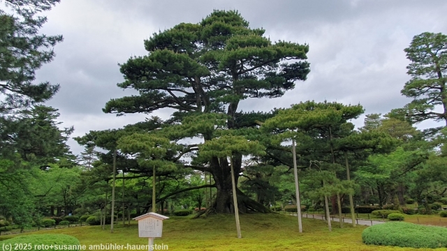 gestuetzter baum im kenrokuen garten in kanazawa