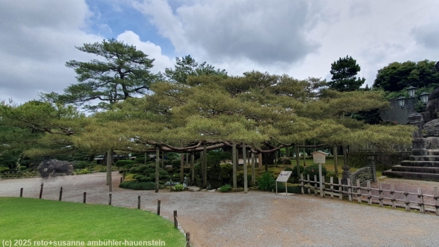 gestuetzter baum im kenrokuen garten in kanazawa