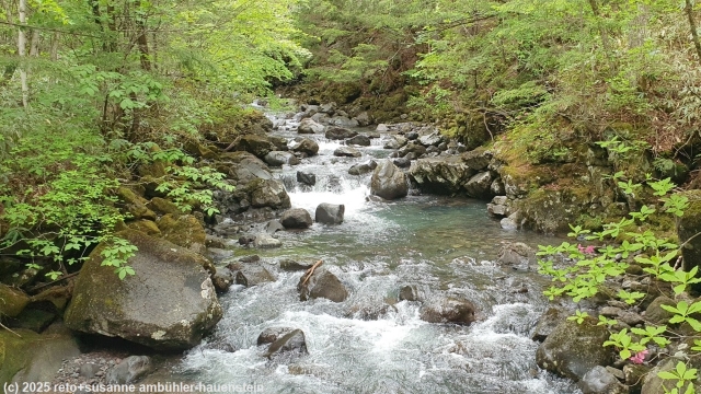 koono river am shirakabanomichi in norikura