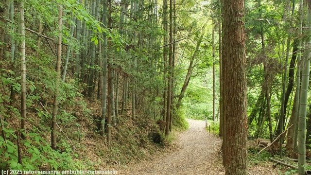 nakasendo durch schoenen wald bei tsumago am nakasendo