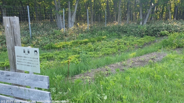 pflanzenzucht in der nhe des shiretoko nature center