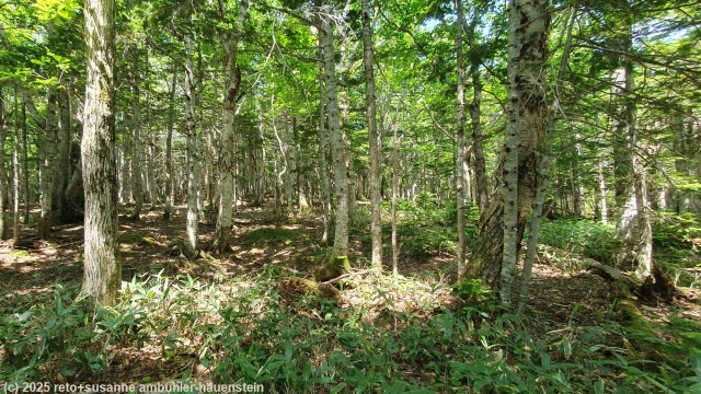 fantastisch schoener wald entlang des goko lakes trail im shiretoko nationalpark