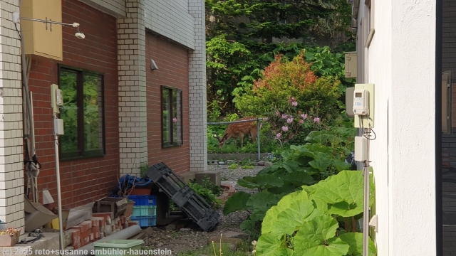 reh in einem gemuesegarten hinter einem wohnhaus