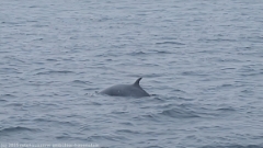 zwergwal in der nemuro strasse