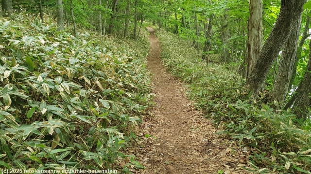 wakoto nature trail im akan-mashu nationalpark