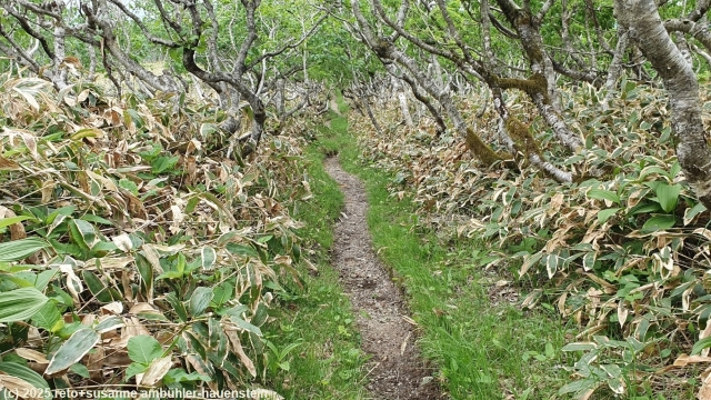 mount mashu trail durch niedrige baeume im akan-mashu nationalpark