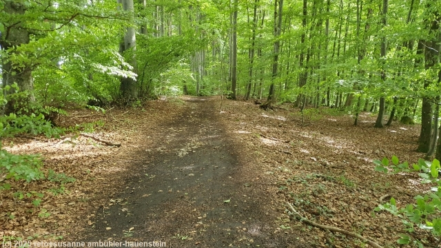 schoener, breiter waldweg ueber die laegern