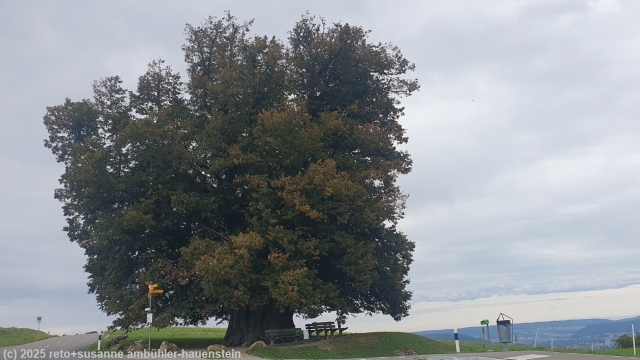 maechtige linner linde