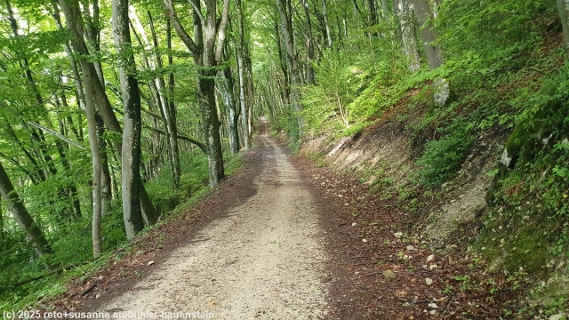 schoene waldstrasse kurz nach herzberg