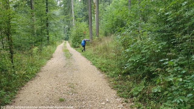 unterwegs mit regenschirm auf waldweg bei stuetzli