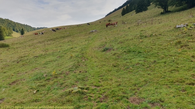 kuehe entlang des wanderweges bei combe boisse
