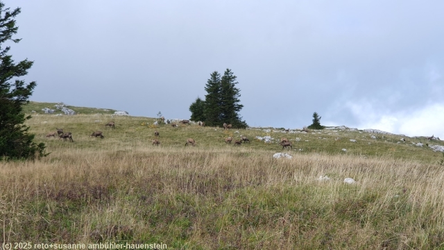 gaemsen unterhalb des gipfel des le chasseron