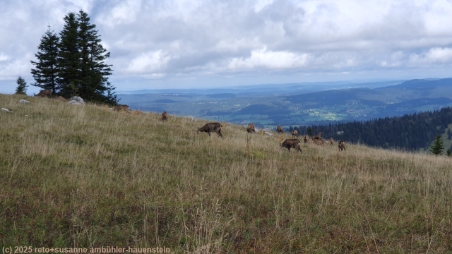 gaemsen unterhalb des gipfel des le chasseron