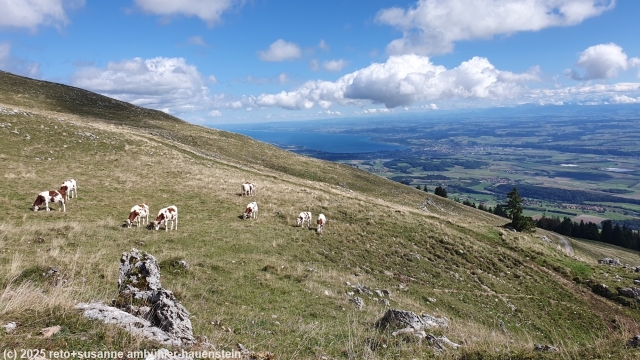 blick von etwas unterhalb des gipfels des le suchet richtung neuenburgersee