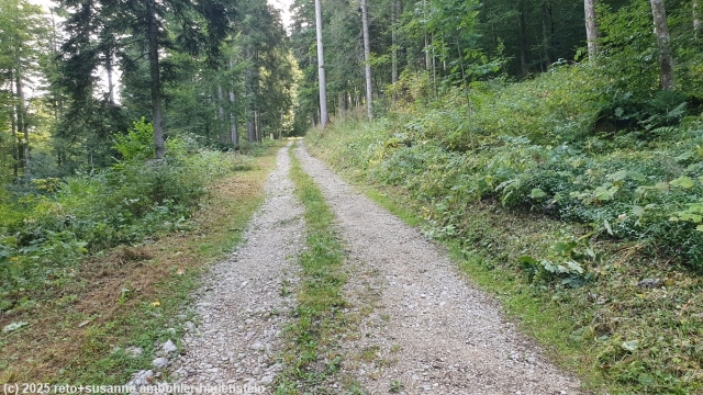 leichter aufstieg ueber waldstrasse richtung sur le voue