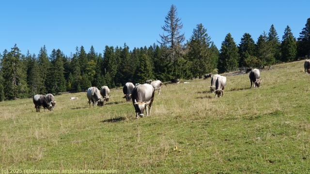 "eselkuehe" - kuehe mit ungewohnt grauem fell