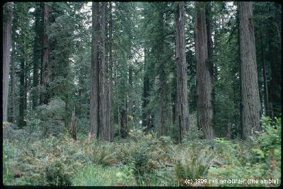 [ redwood forest, ein wald voller riesenb&auml;me ]